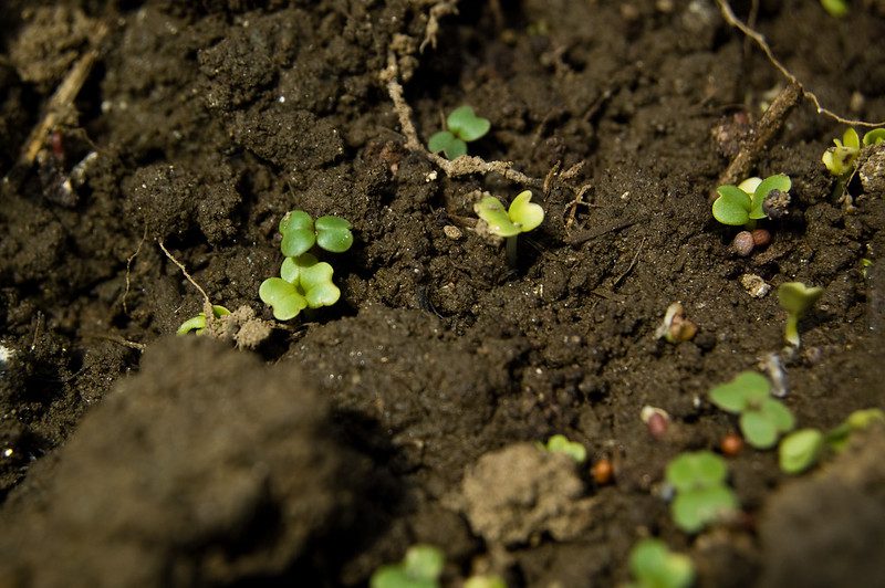 Soil Degradation