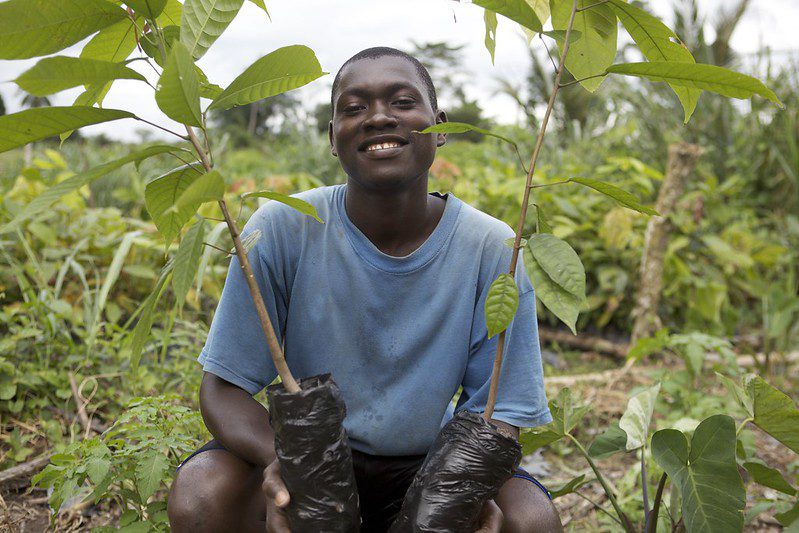 Cocoa prices