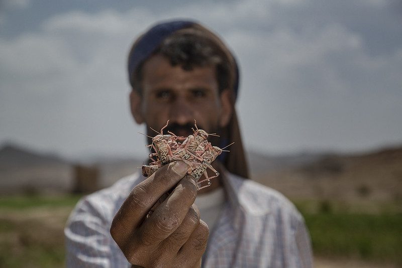Yemen Desert Locust Response Project