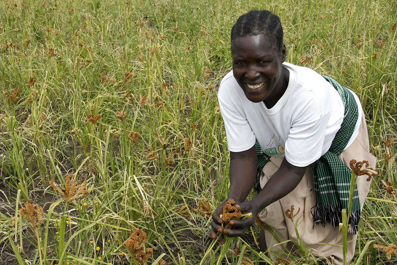 Farming in the Sahel