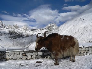Addressing Poverty in Nepal
