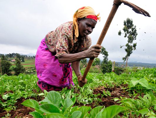 African_Farmers