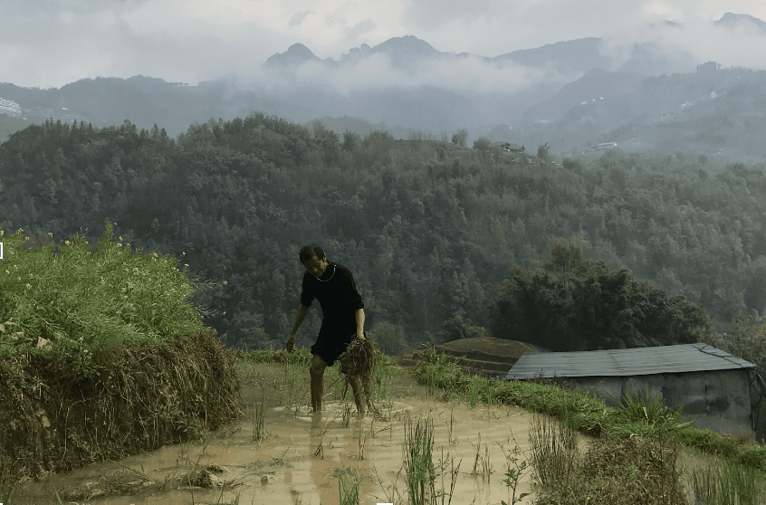 Charities Aid Rice Farmers in Vietnam