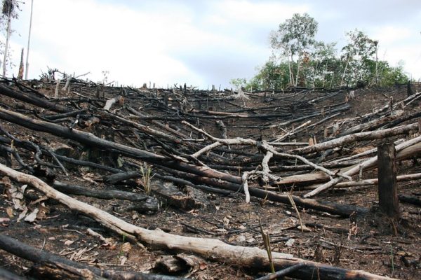 Deforestation and Poverty