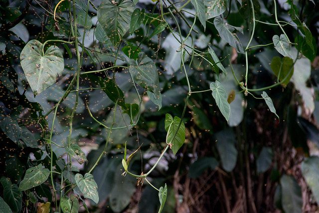Diseases in Costa Rica