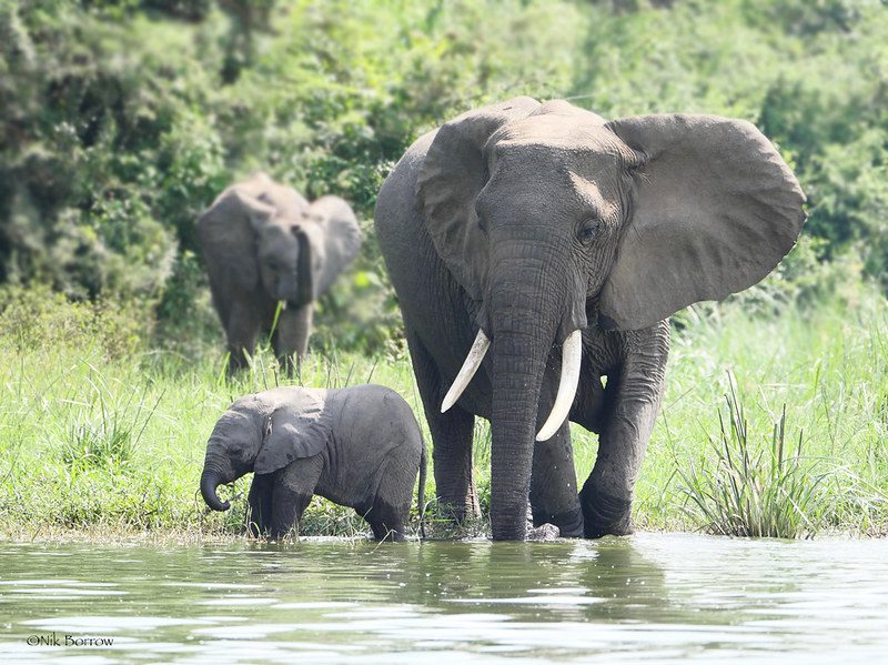 Extreme Poverty on Elephants and Rhinos