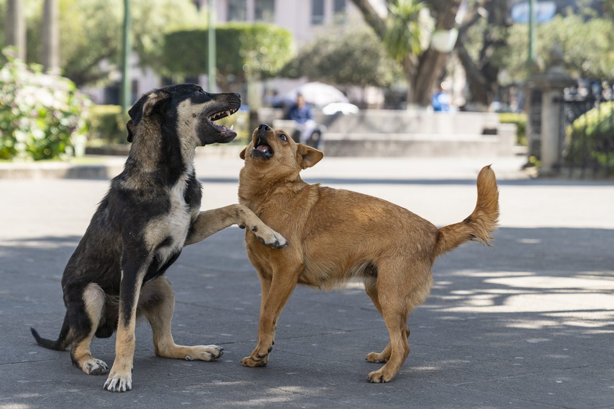 End dog rabies