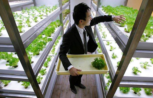Farming Innovations in Japan