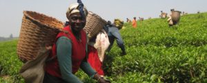 Fieldwork NGOs Fighting Global Poverty