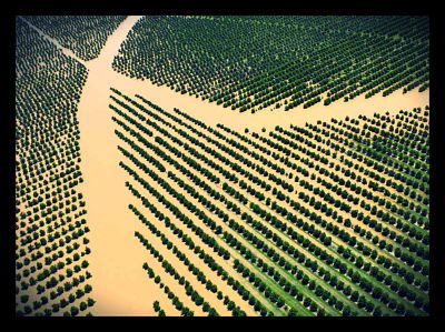 Flood Resistant Grass Hybrid Can Create Food Security