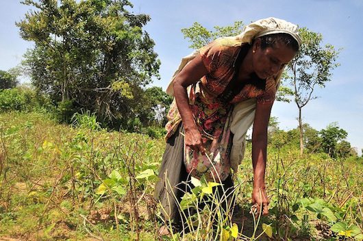 Food Insecurity in Sri Lanka