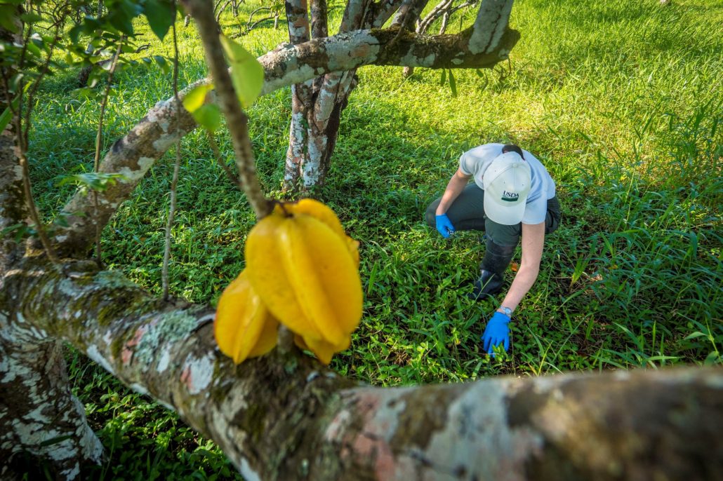 Food Systems in Puerto Rico