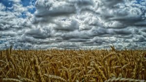 Genetically Modified Pests
