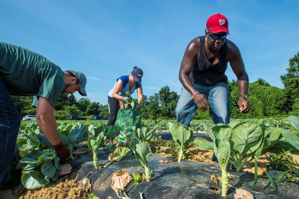 Gleaning Can End World Hunger