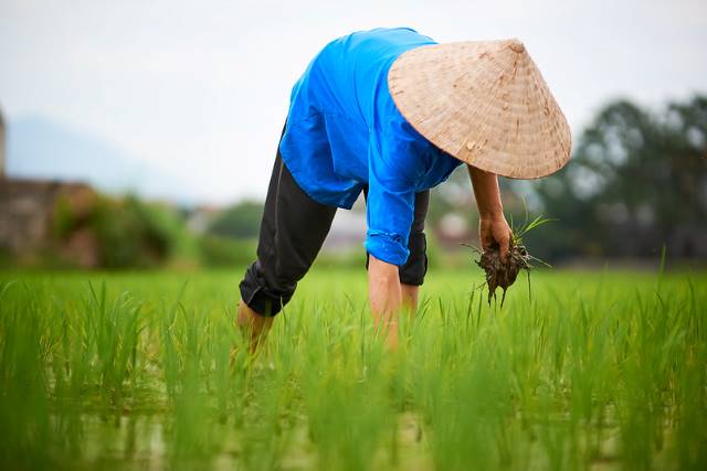 Green Super Rice Project 