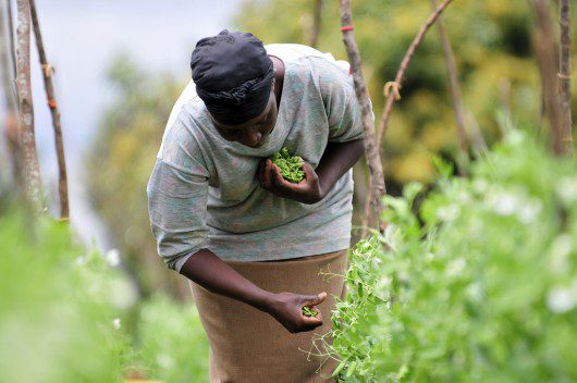 Heat-Mapping for D.C. Food Insecurity- BORGEN