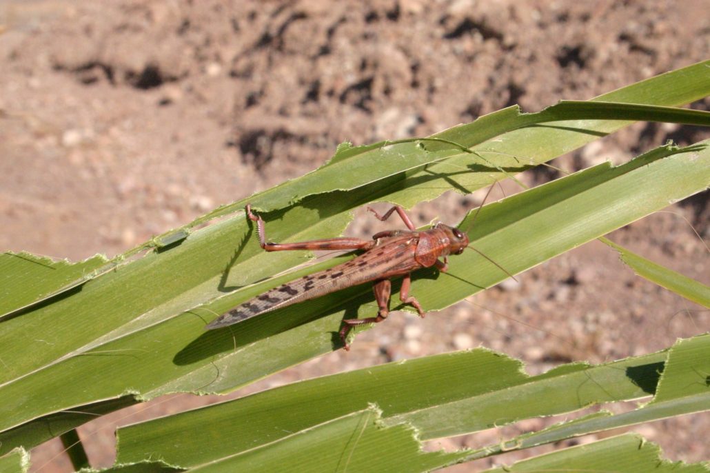 How Desert Locusts Impact Global Poverty