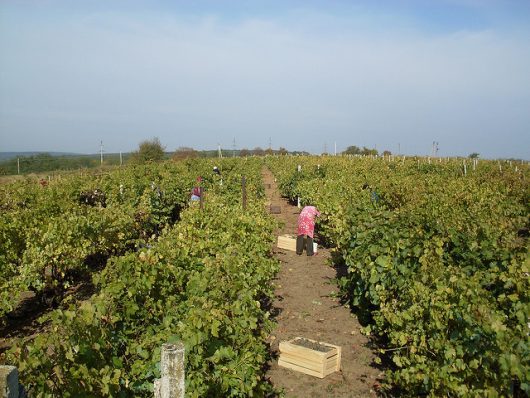 How to Help People in Moldova