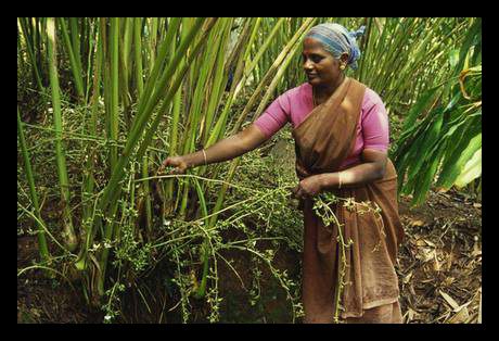 India-spices-ITC-development
