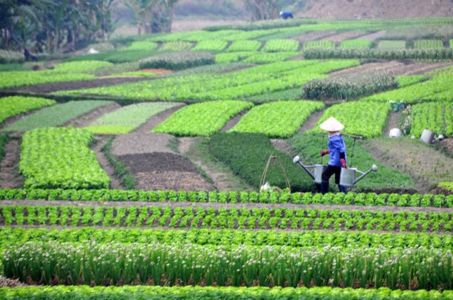 Innovations Addressing Food Scarcity