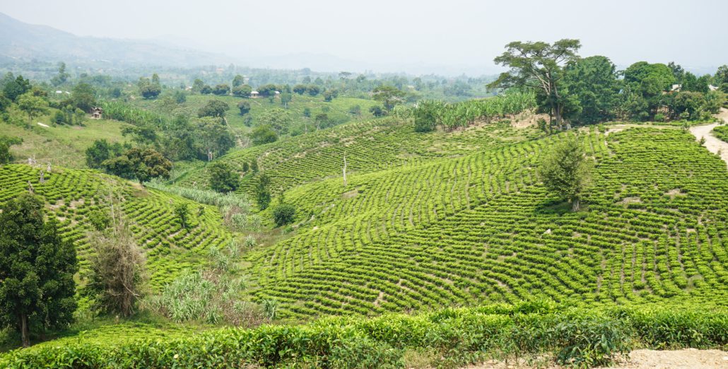 Land Management