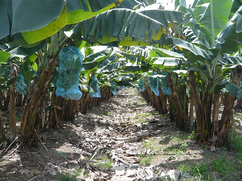 Martinique's Pesticide Poisoning