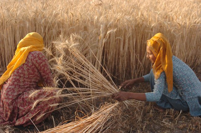 Maximizing Crop Yields