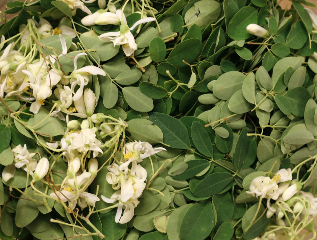 Moringa