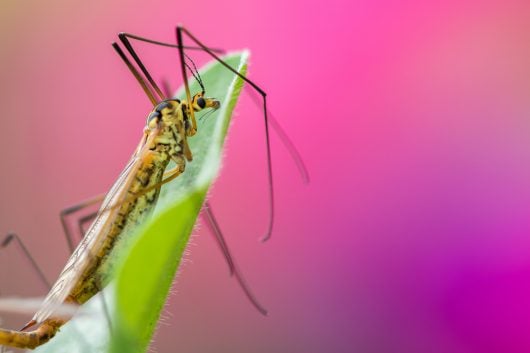Mosquito Death Ray: Technology That Could Save Millions