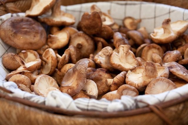 mushroom farming combats poverty