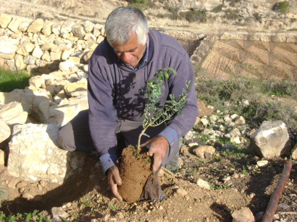 Olive Trees
