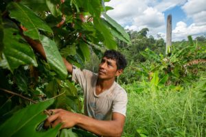 Peruvian Coca Farming