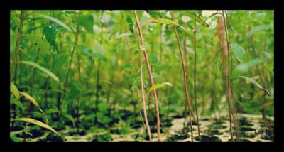 Plant_with_a_purpose