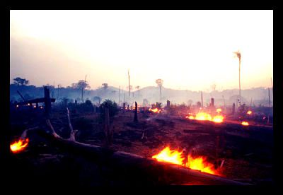 Poverty Impacts the Environment