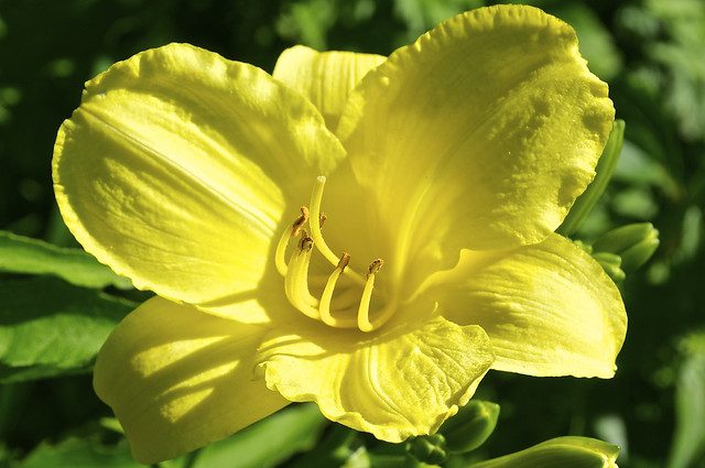 Daylily/Poverty in China