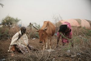 Rabies in Developing Countries
