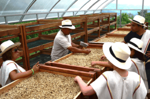 Coffee farms fight world poverty