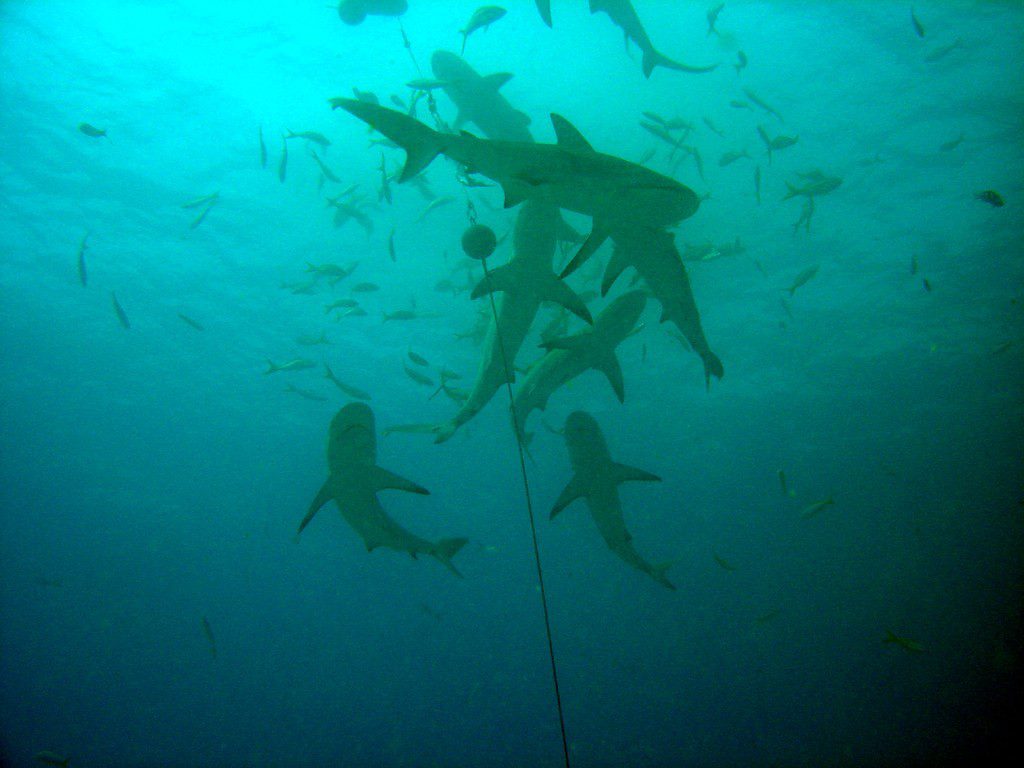 Scuba Diving Can Alleviate Poverty