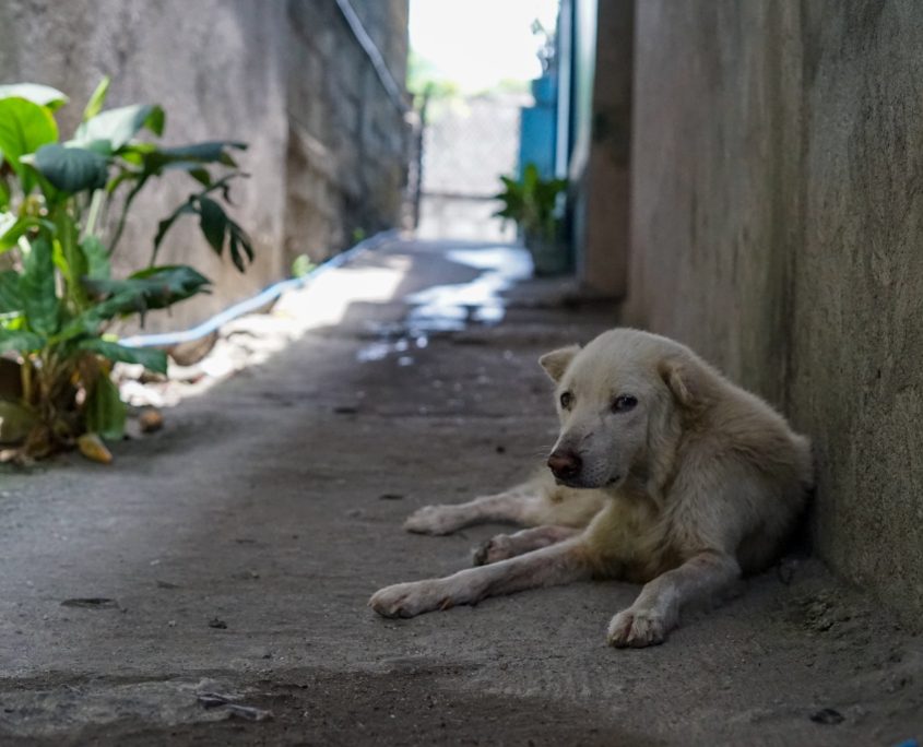 The Humanitarian Benefits of Rescuing Dogs in Developing Countries