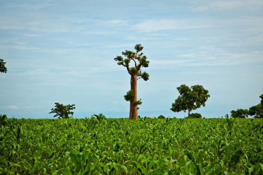 Tree Aid