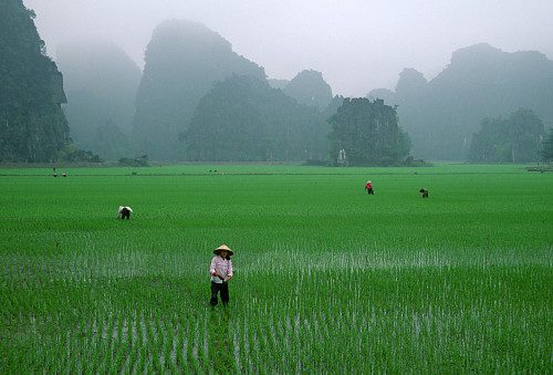 USAID Helps Vietnam Increase its Rice Yields