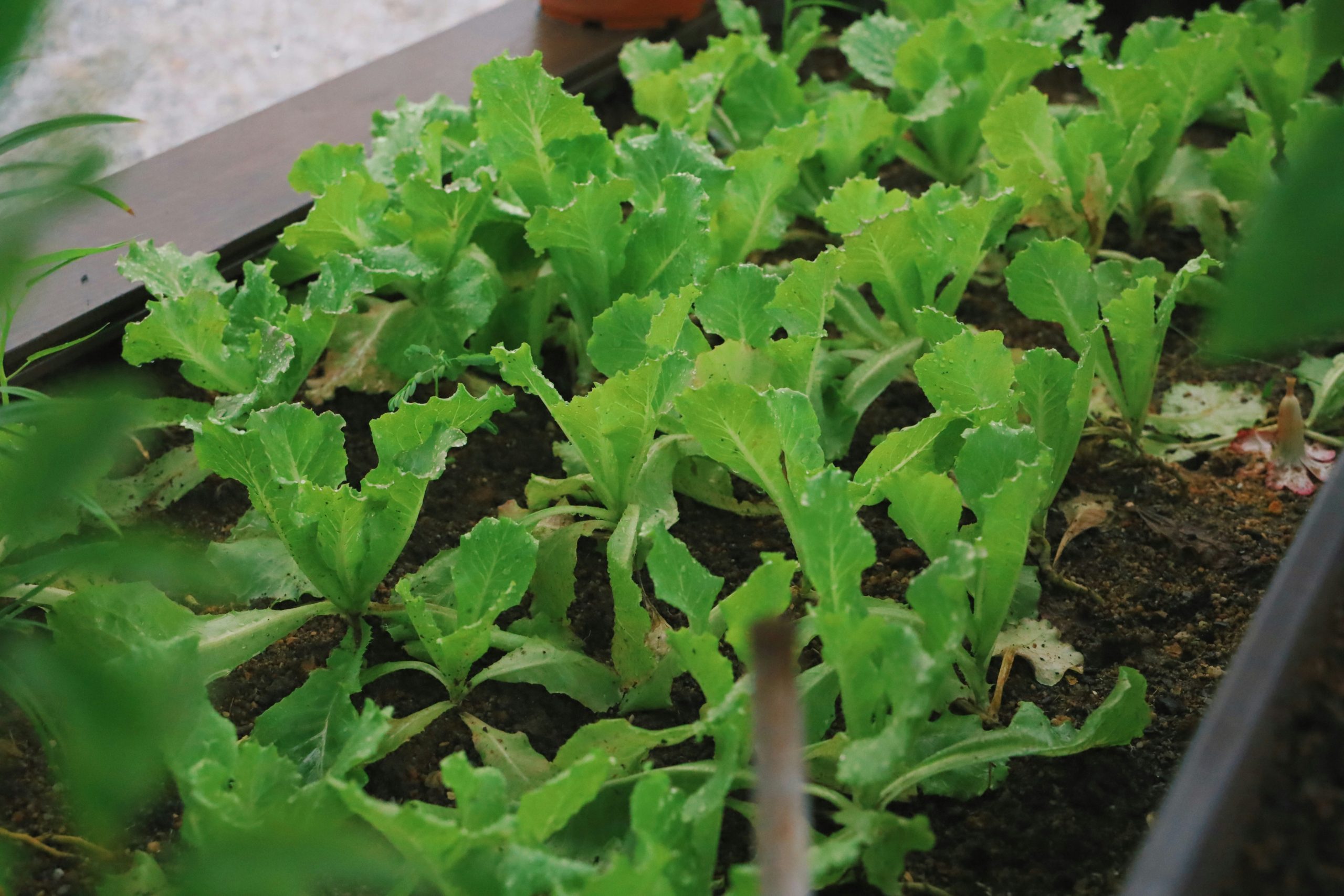 Urban Farming