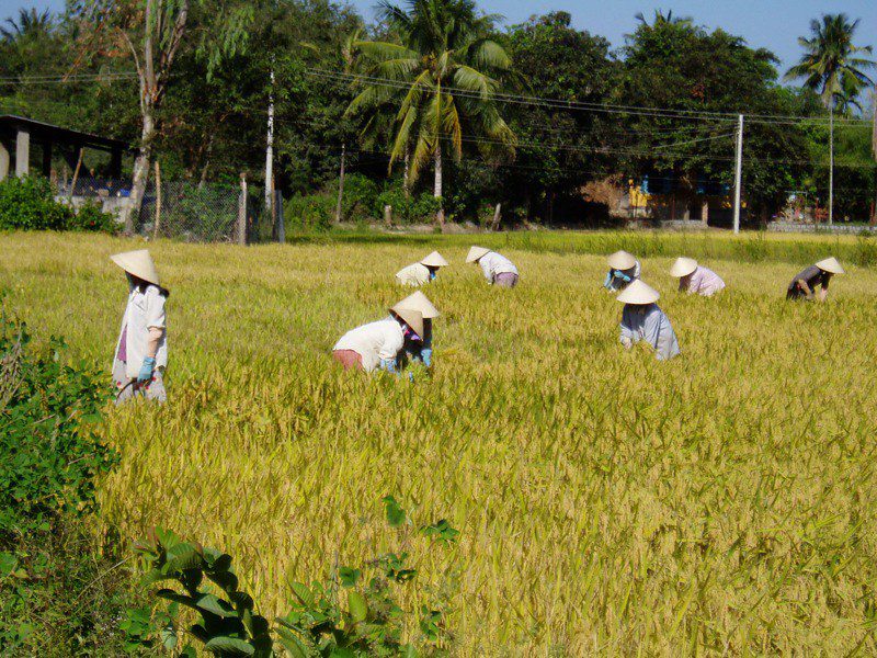 Vietnam's Transformed Economy: The Rice Revolution