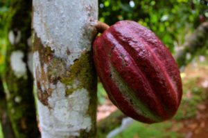 World Cocoa Foundation