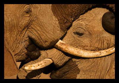 Kony’s Elephant Poaching