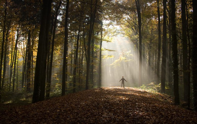 forest-bathing