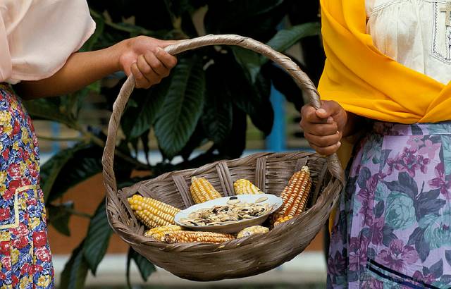 genetically modified seeds