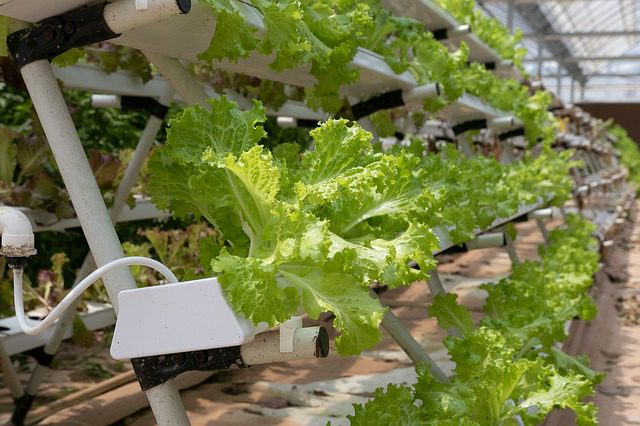 Hydroponic Technology