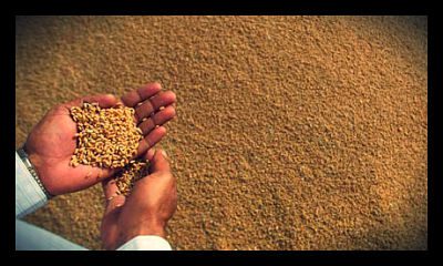 nigerian wheat_opt