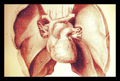 organ_trafficking
